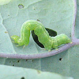 Fausse arpenteuse du chou (Trichoplusia ni)